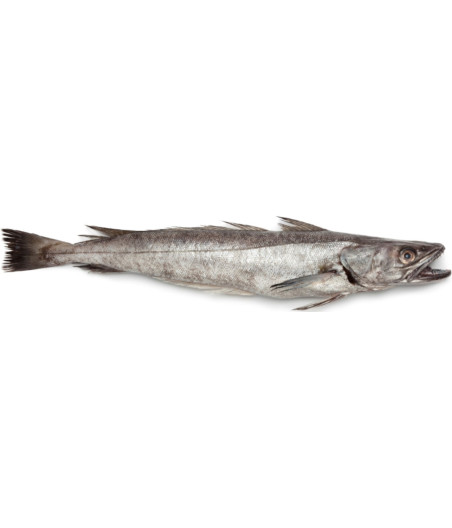 MERLU CALIBRE 2.5/3.0 PECHE EN MER OCEAN ATLANTIQUE NORD-EST