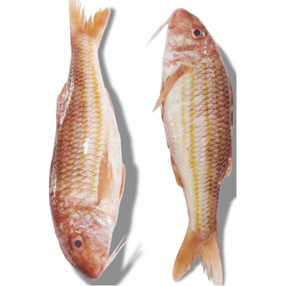 ROUGET BARBET FRITURE PECHE EN MER MER NOIRE ET MEDITERRANNEE