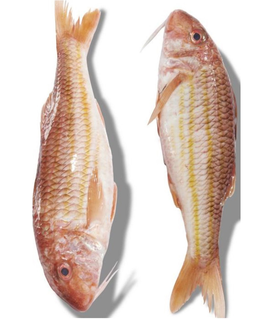 ROUGET BARBET FRITURE PECHE EN MER MER NOIRE ET MEDITERRANNEE