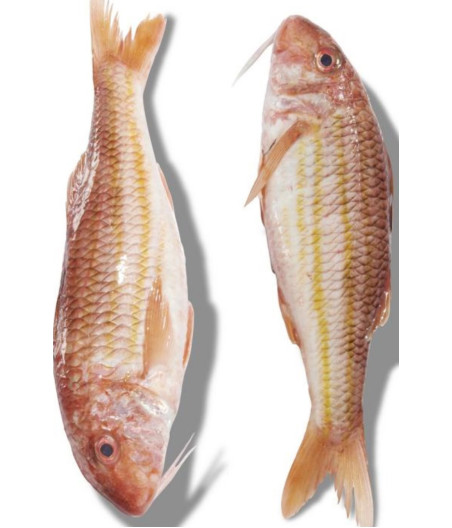 ROUGET BARBET FRITURE PECHE EN MER MER NOIRE ET MEDITERRANNEE