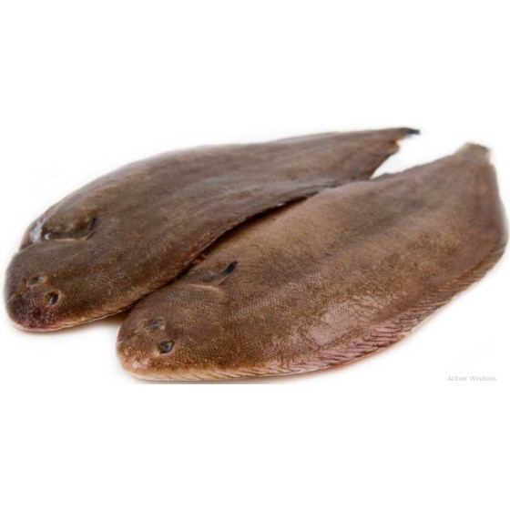 SOLE CALIBRE 800/1.0 PECHE EN MER OCEAN ATLANTIQUE NORD-EST