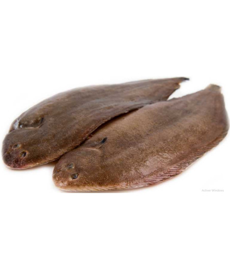 SOLE CALIBRE 800/1.0 PECHE EN MER OCEAN ATLANTIQUE NORD-EST