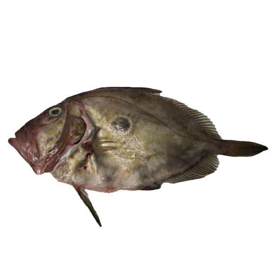 ST PIERRE CALIBRE 2/3 PECHE EN MER OCEAN ATLANTIQUE NORD-EST COLIS DE 2,5KG PACK DE 2.5