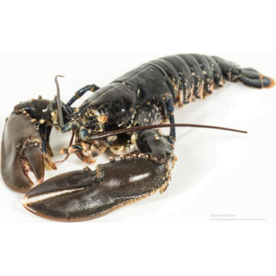 HOMARD EUROPEEN CALIBRE 600/800 PECHE EN ATLANTIQUE NORD-EST