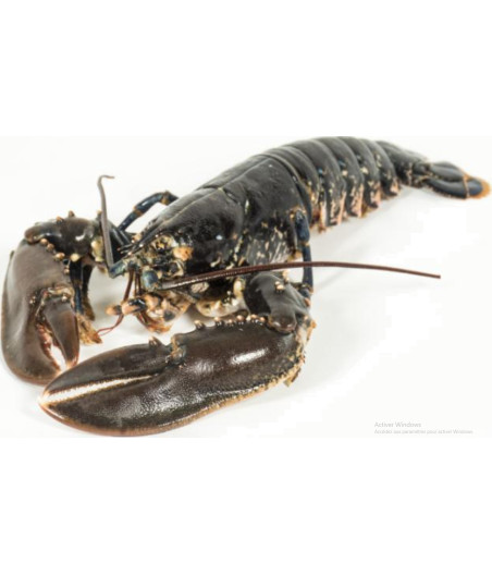 HOMARD EUROPEEN CALIBRE 600/800 PECHE EN ATLANTIQUE NORD-EST