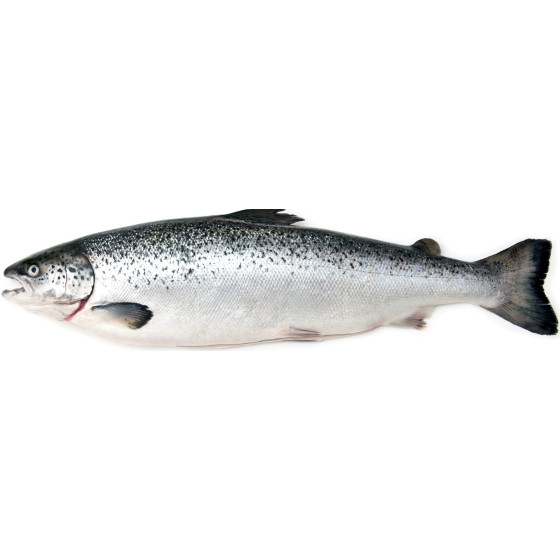 SAUMON CALIBRE 5/6 ELEVAGE NORVEGE