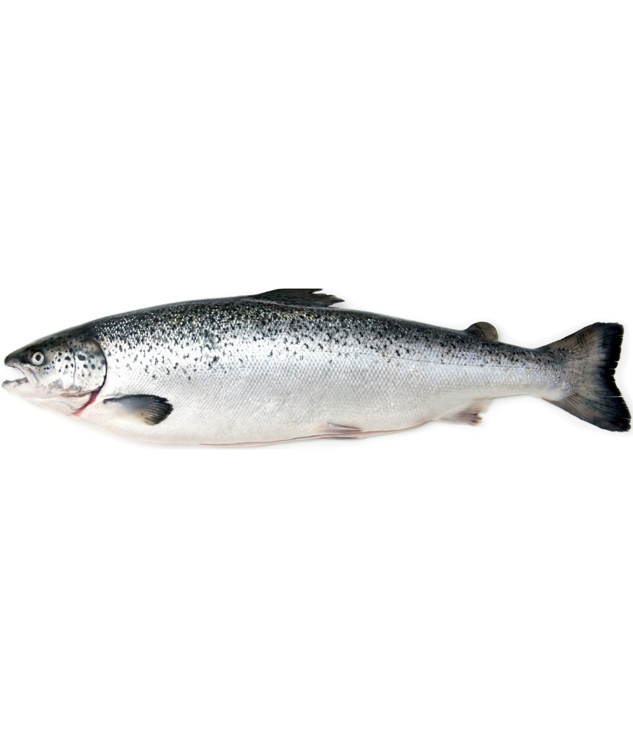 SAUMON CALIBRE 8/9 ELEVAGE ECOSSE