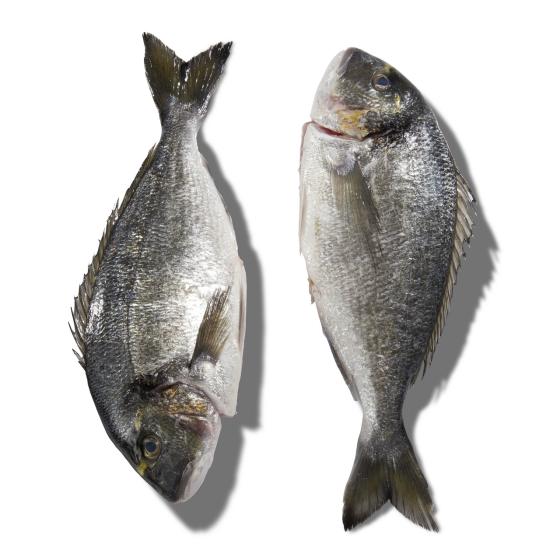 DAURADE ROYALE CALIBRE 1/2  PECHE EN MER OCEAN ATLANTIQUE NORD-EST COLIS DE 1,5KG PACK DE 1.5