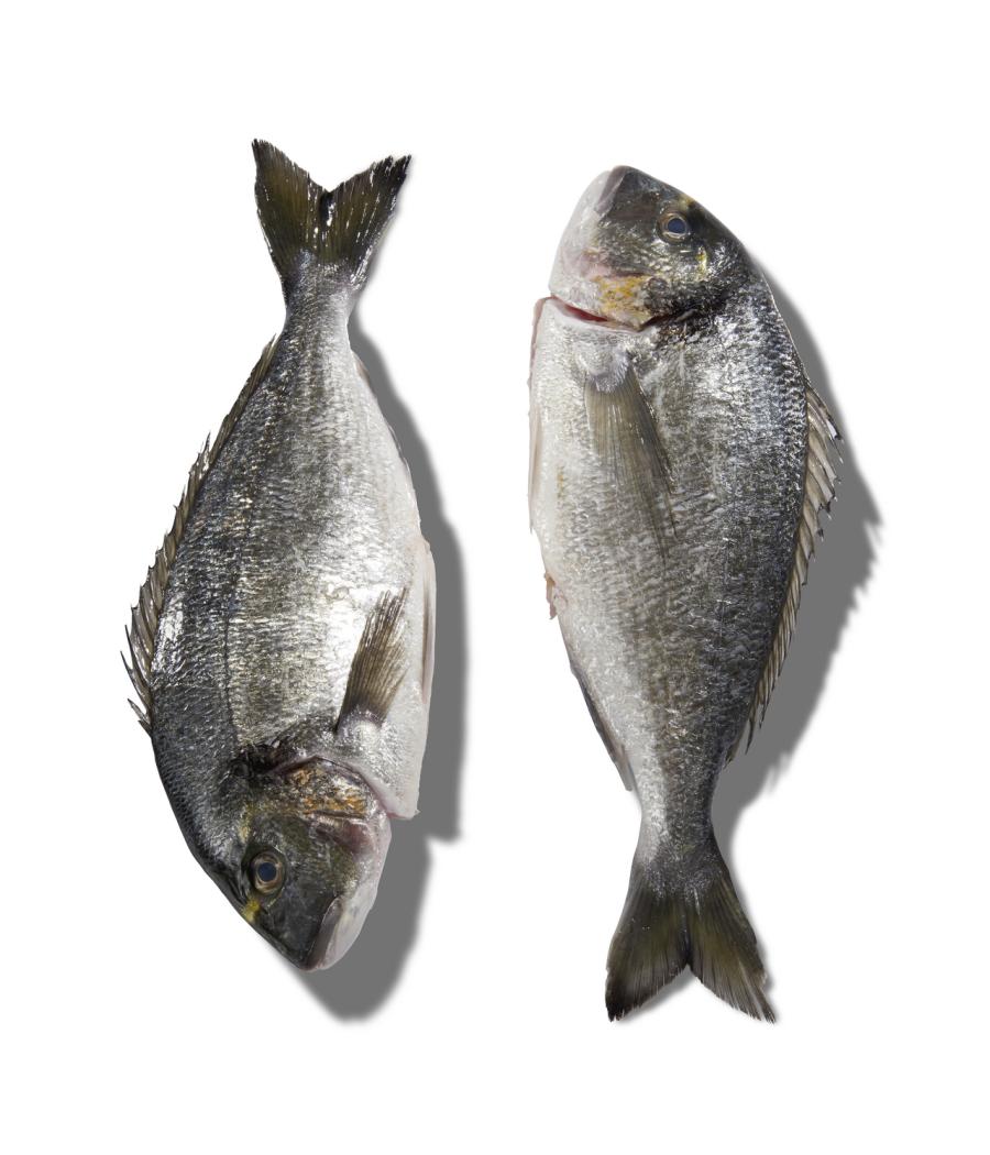 DAURADE ROYALE CALIBRE 1/2  PECHE EN MER OCEAN ATLANTIQUE NORD-EST COLIS DE 1,5KG PACK DE 1.5