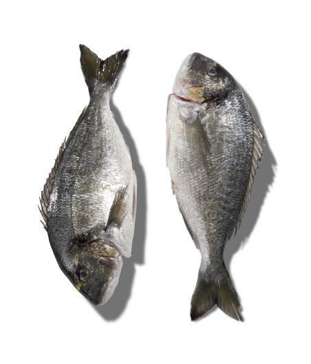 DAURADE ROYALE CALIBRE 1/2  PECHE EN MER OCEAN ATLANTIQUE NORD-EST COLIS DE 1,5KG PACK DE 1.5