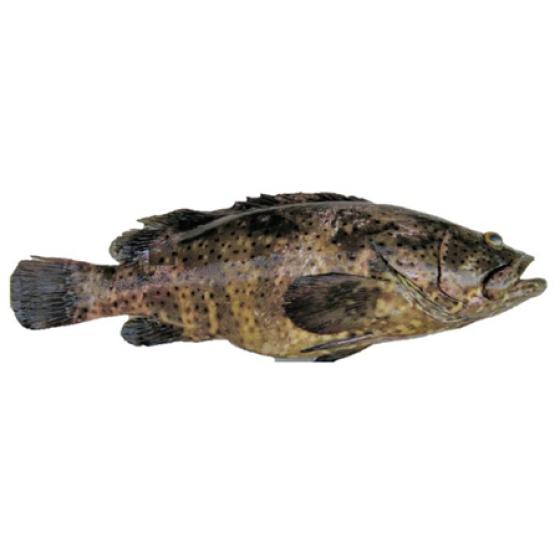 MEROU MALABAR CALIBRE 5/15+ PECHE EN MER OCEAN INDIEN COLIS DE 10KG PACK DE 10