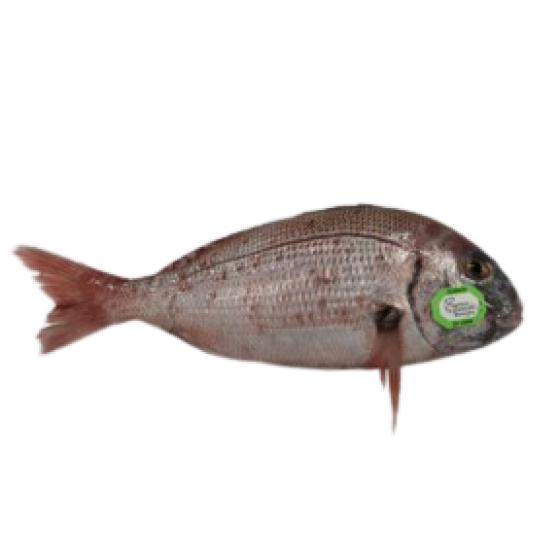 PAGRE COMMUN CALIBRE 3/+ PECHE EN MER MER NOIRE ET MEDITERRANNEE COLIS DE 4,5KG PACK DE 4.5