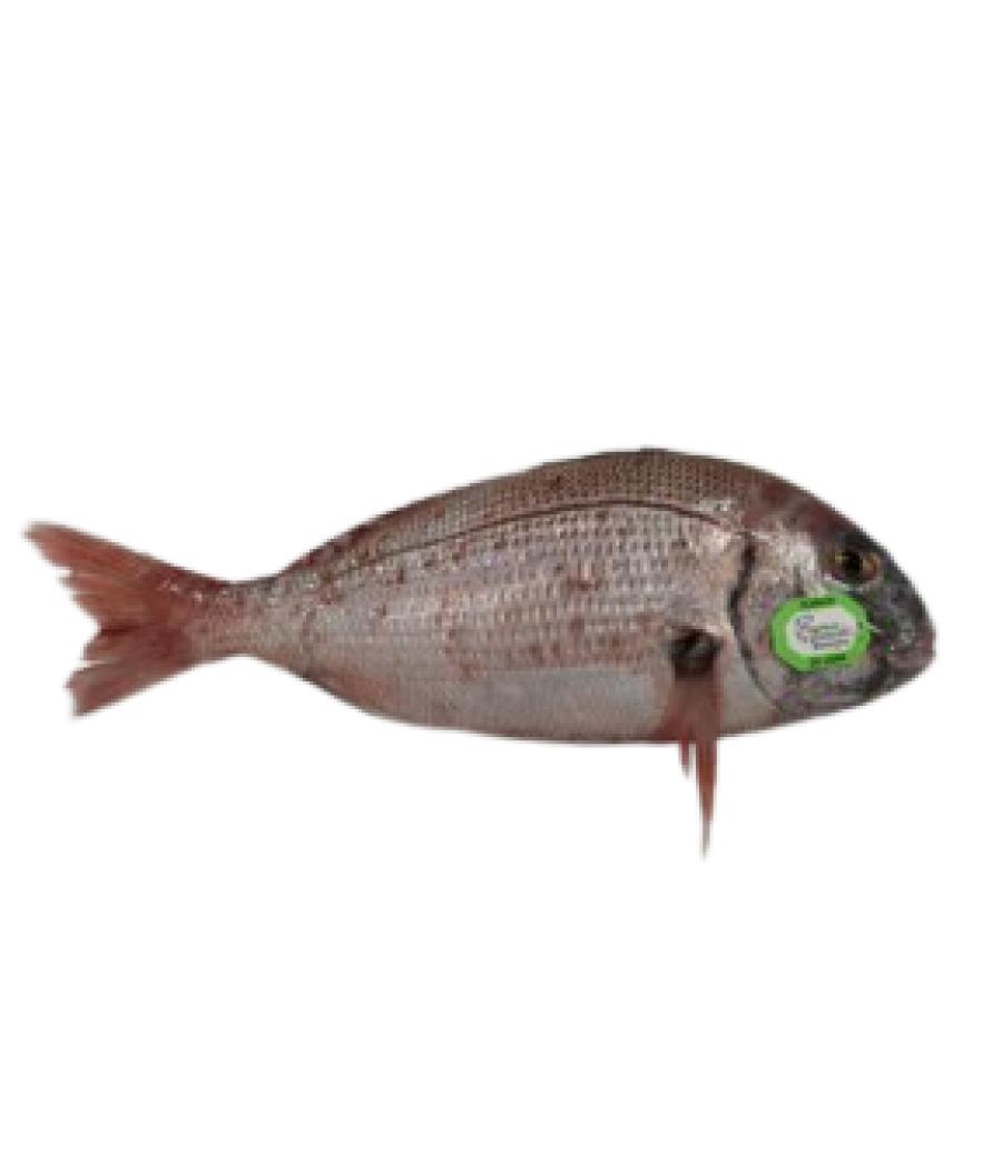 PAGRE COMMUN CALIBRE 3/+ PECHE EN MER MER NOIRE ET MEDITERRANNEE COLIS DE 4,5KG PACK DE 4.5