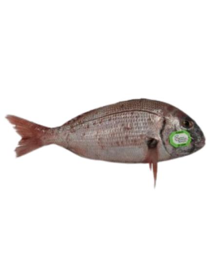 PAGRE COMMUN CALIBRE 3/+ PECHE EN MER MER NOIRE ET MEDITERRANNEE COLIS DE 4,5KG PACK DE 4.5