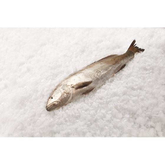 MAIGRE  CALIBRE 4/10 PECHE EN MER OCEAN ATLANTIQUE NORD-EST COLIS DE 7KG PACK DE 7