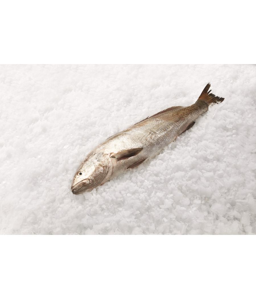 MAIGRE  CALIBRE 4/10 PECHE EN MER OCEAN ATLANTIQUE NORD-EST COLIS DE 7KG PACK DE 7