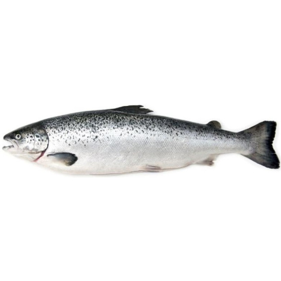 SAUMON LABEL ROUGE CALIBRE 7/8 ELEVAGE ECOSSE