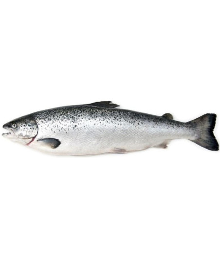 SAUMON LABEL ROUGE CALIBRE 7/8 ELEVAGE ECOSSE