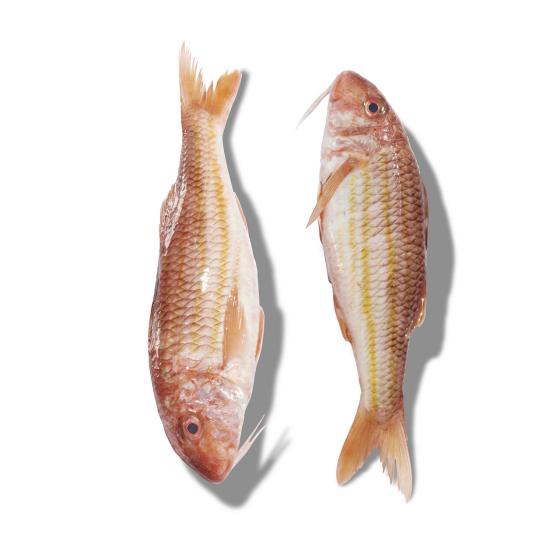 ROUGET BARBET EXTRA CALIBRE 500/700 PECHE EN MER OCEAN ATLANTIQUE NORD-EST COLIS DE 6KG PACK DE 6