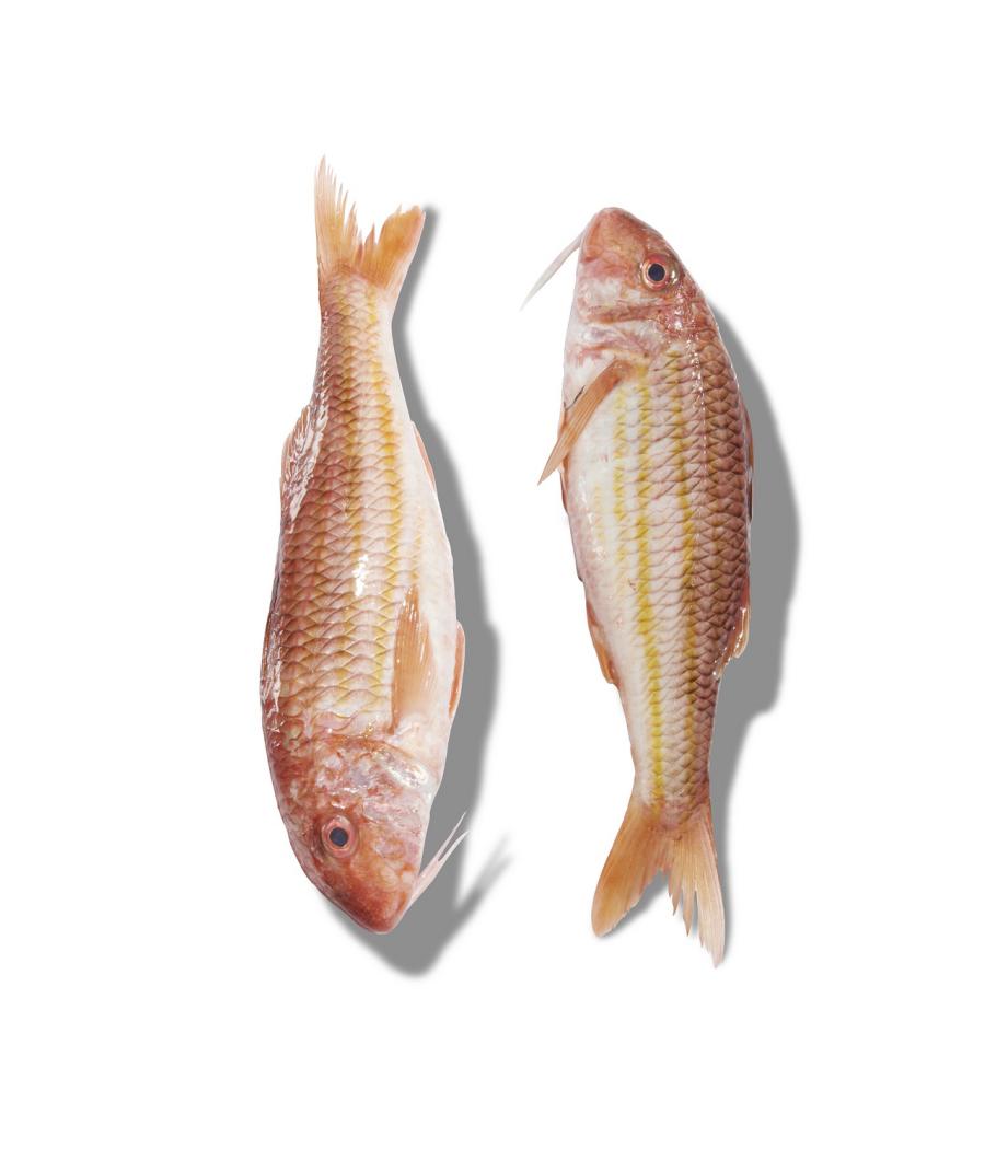 ROUGET BARBET EXTRA CALIBRE 500/700 PECHE EN MER OCEAN ATLANTIQUE NORD-EST COLIS DE 6KG PACK DE 6