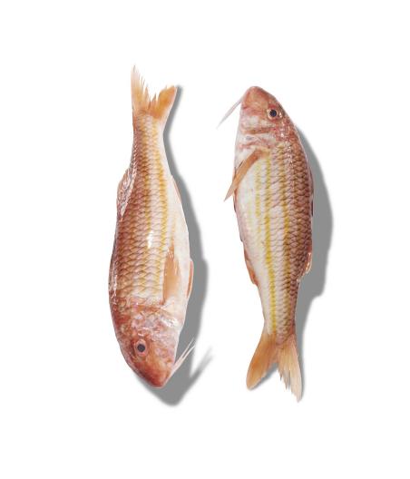 ROUGET BARBET EXTRA CALIBRE 500/700 PECHE EN MER OCEAN ATLANTIQUE NORD-EST COLIS DE 6KG PACK DE 6