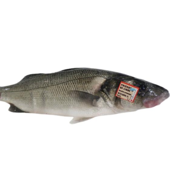 BAR IKEJIME CALIBRE 2/3 PECHE EN MER OCEAN ATLANTIQUE NORD-EST COLIS DE 2,5KG PACK DE 2.5
