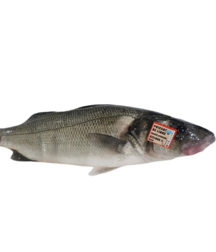 BAR IKEJIME CALIBRE 2/3 PECHE EN MER OCEAN ATLANTIQUE NORD-EST COLIS DE 2,5KG PACK DE 2.5
