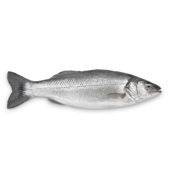 BAR DE LIGNE CALIBRE 5/6 PECHE EN MER OCEAN ATLANTIQUE NORD-EST COLIS DE 5,5KG PACK DE 5.5