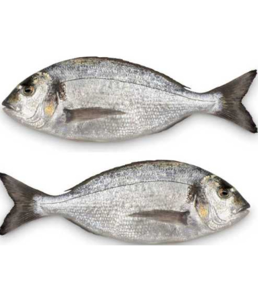 DAURADE ROYALE CALIBRE 600/800 ELEVAGE FRANCE