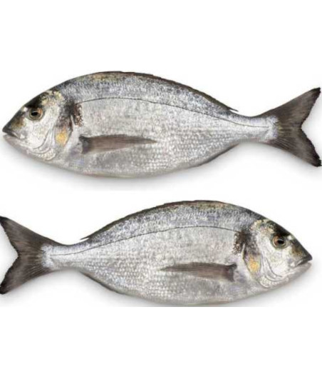 DAURADE ROYALE CALIBRE 600/800 ELEVAGE FRANCE