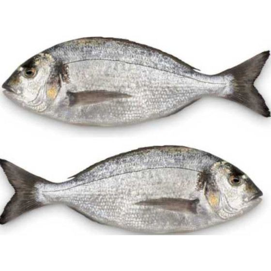 DAURADE ROYALE CALIBRE 800/1.2 ELEVAGE FRANCE