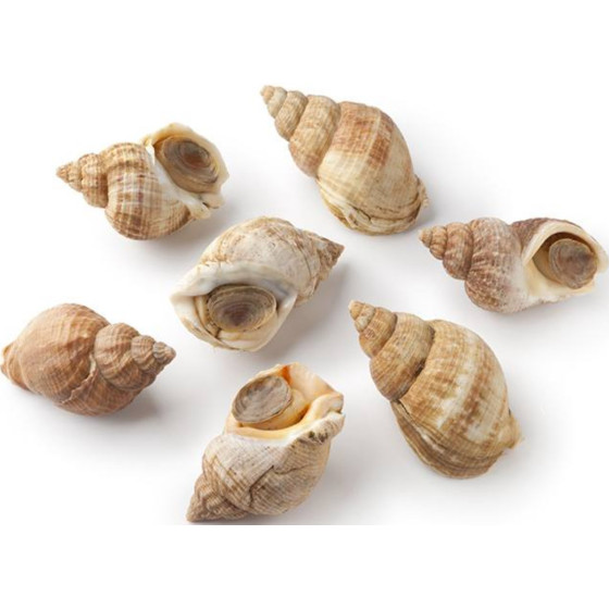 BULOT MOYEN CALIBRE 45/55 MM PECHE ATLANTIQUE NORD-EST 3KG