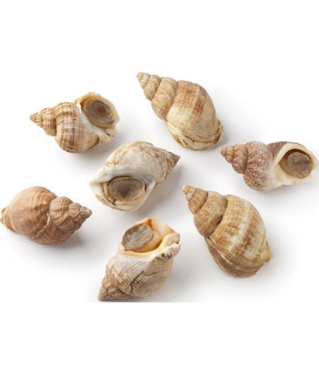 BULOT MOYEN CALIBRE 45/55 MM PECHE ATLANTIQUE NORD-EST 3KG