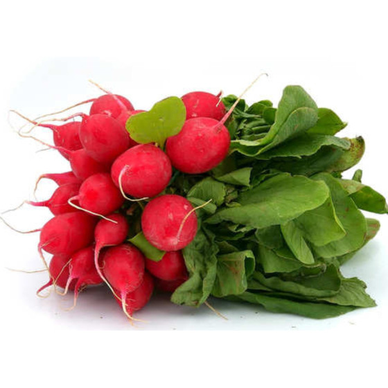 RADIS ROUGE BOTTE CATEGORIE II ORIGINE UE