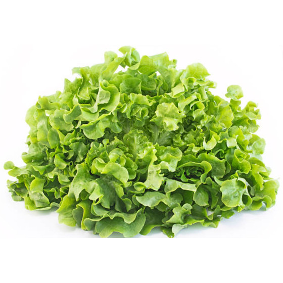 SALADE FEUILLE DE CHENE VERTE CALIBRE 250 ORIGINE UE