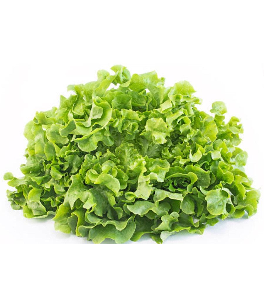 SALADE FEUILLE DE CHENE VERTE CALIBRE 250 ORIGINE UE