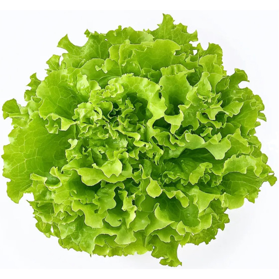 SALADE BATAVIA CATEGORIE 250 ORIGINE UE