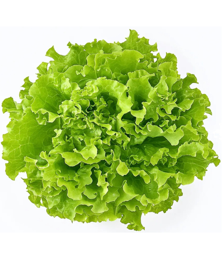 SALADE BATAVIA CATEGORIE 250 ORIGINE UE