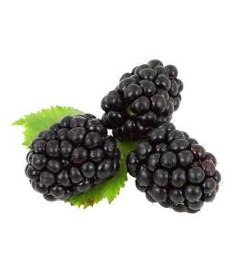 MURE CATEGORIE 1. ORIGINE : UE BARQUETTE DE 0,125 KG VENDU PAR PACK DE 10 PIECES PACK DE 10 MURE CATEGORIE 1. ORIGINE : UE BARQUETTE DE 0,125 KG VENDU PAR PACK DE 10 PIECES PACK DE 10