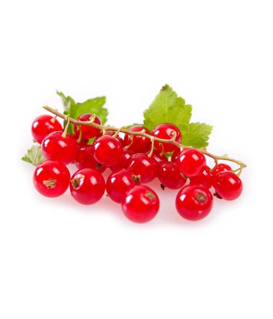 GROSEILLE CATEGORIE 1. ORIGINE : UE BARQUETTE DE 0,125 KG VENDU PAR PACK DE 10 PIECES PACK DE 10 GROSEILLE CATEGORIE 1. ORIGINE : UE BARQUETTE DE 0,125 KG VENDU PAR PACK DE 10 PIECES PACK DE 10