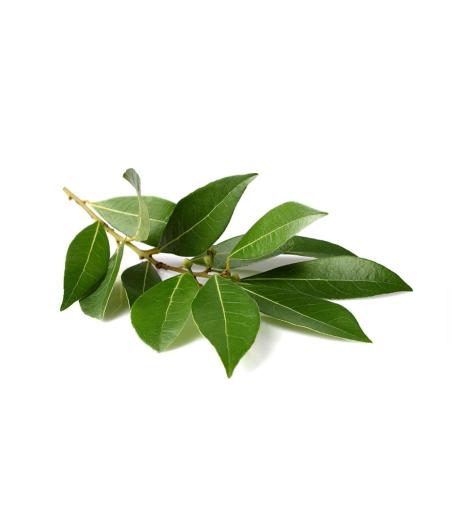 LAURIER FRAIS ORIGINE UE BARQUETTE DE 0,03 KG VENDU PAR PACK DE 30 PIECES PACK DE 30
