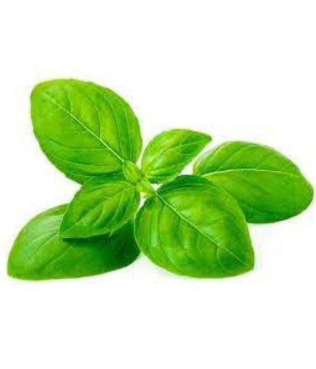BASILIC FRAIS ORIGINE : UE BARQUETTE DE 0,03 KG VENDU PAR PACK DE 30 PIECES PACK DE 30