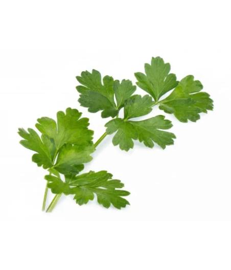 PERSIL PLAT FRAIS ORIGINE : UE BARQUETTE DE 0,03 KG VENDU PAR PACK DE 30 PIECES PACK DE 30