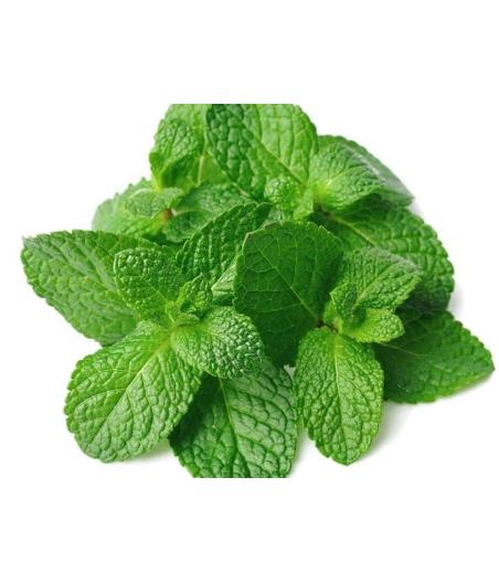 MENTHE FRAICHE ORIGINE : UE BARQUETTE DE 0,03 KG VENDU PAR PACK DE 30 PIECES PACK DE 30