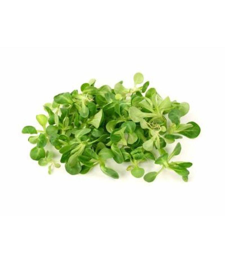 MACHE BOIS ORIGINE FRANCE BARQUETTE DE 0,15 KG VENDU PAR PACK DE 8 PIECES PACK DE 8 MACHE BOIS ORIGINE FRANCE BARQUETTE DE 0,15 KG VENDU PAR PACK DE 8 PIECES PACK DE 8