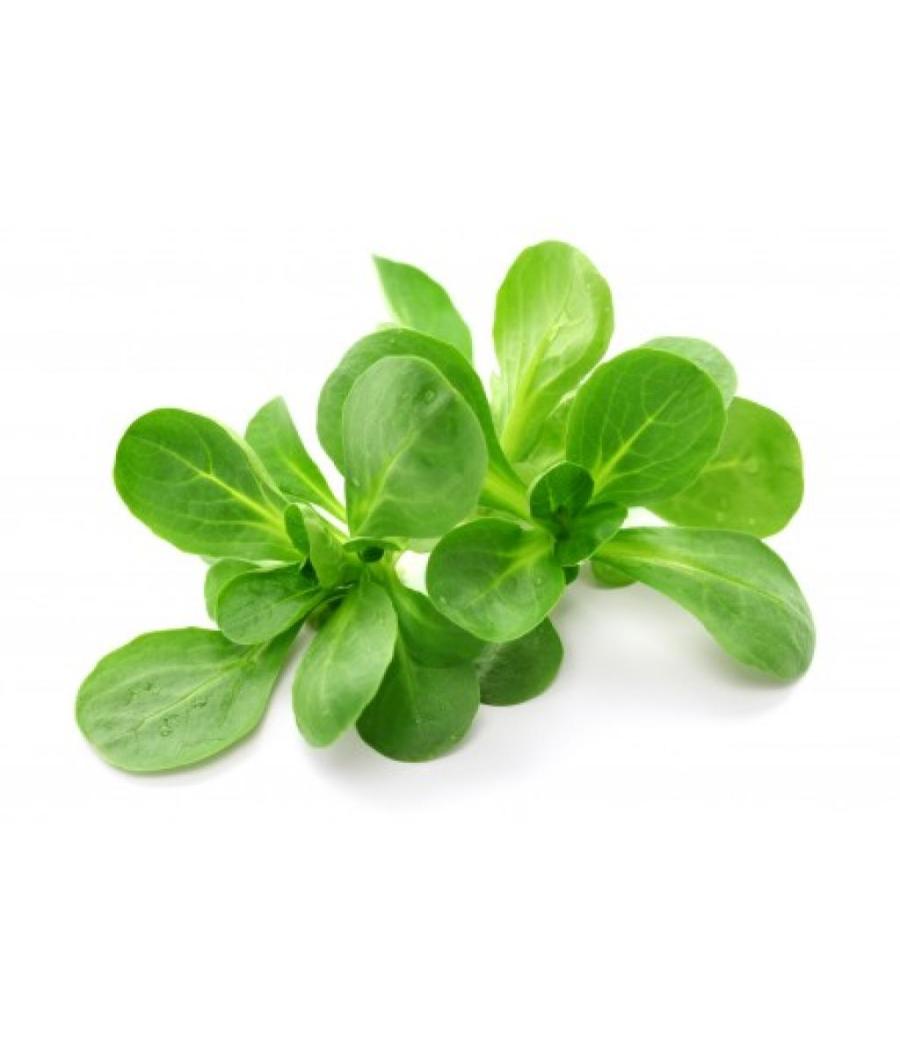 MACHE ORIGINE FRANCE