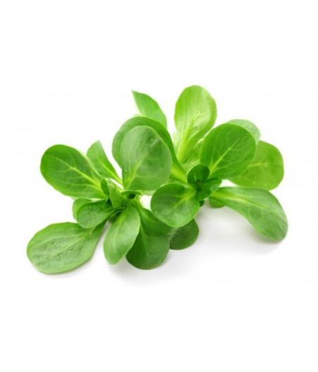 MACHE ORIGINE FRANCE