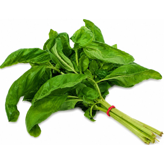 BASILIC BOTTE