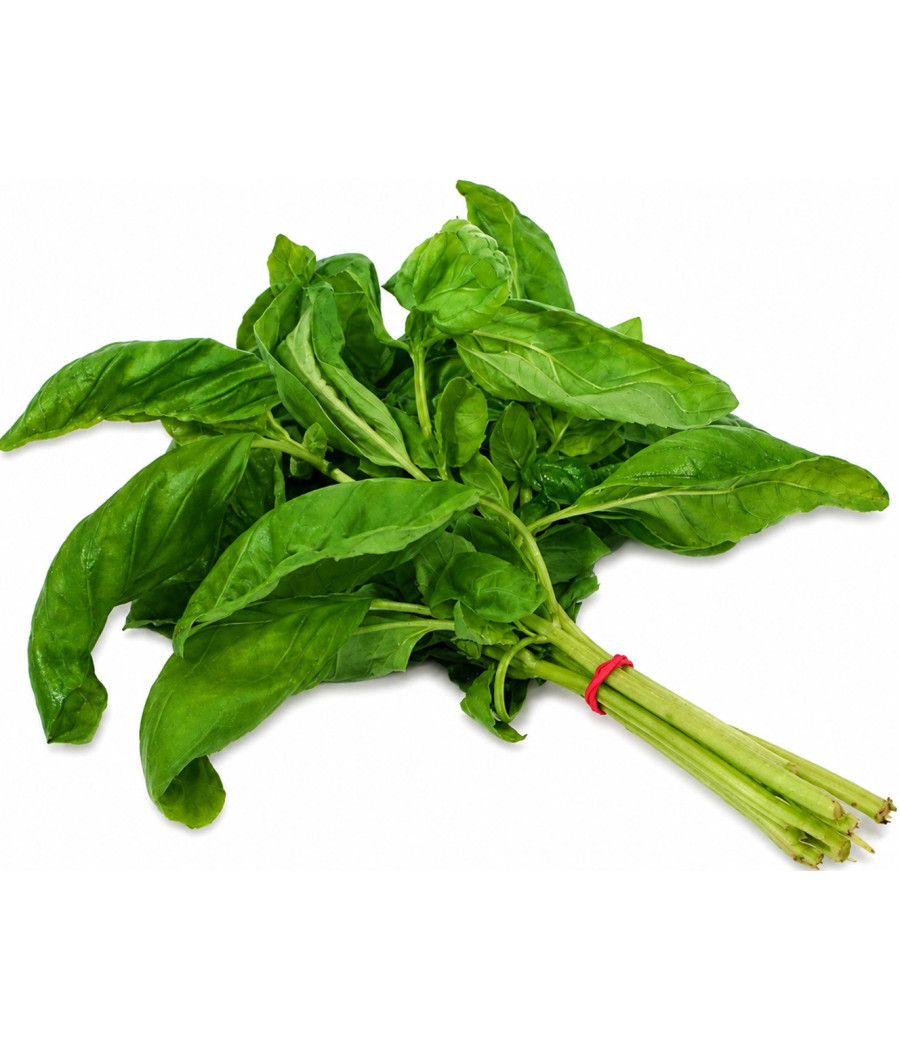 BASILIC BOTTE