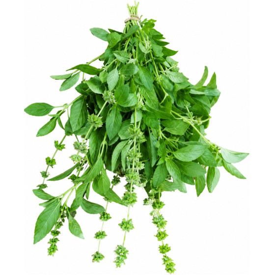 BASILIC CITRON BOTTE